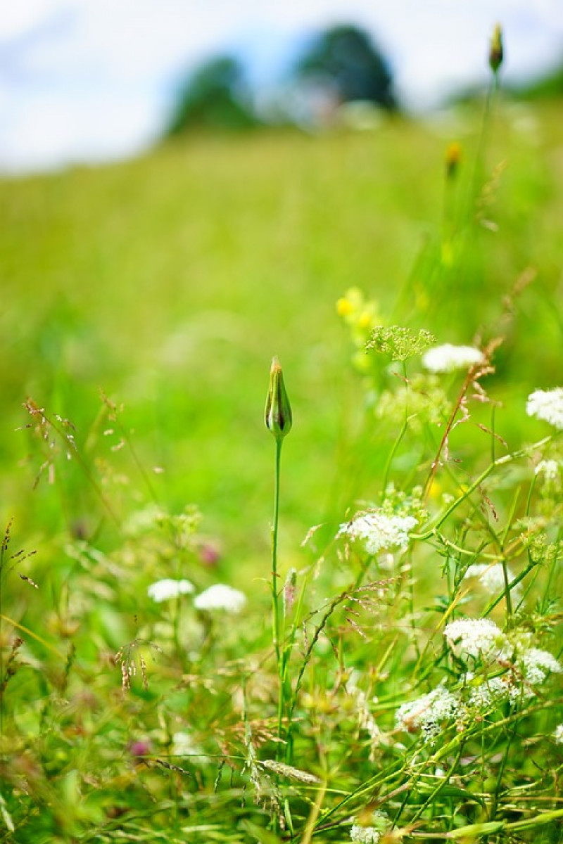Gele Morgenster (Tragopogon pratensis) - bloem - dicht